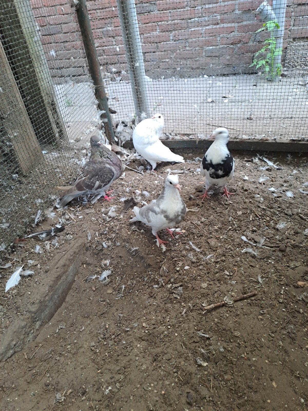 jonge gaditanos, Dieren en Toebehoren, Meerdere dieren, Kropper