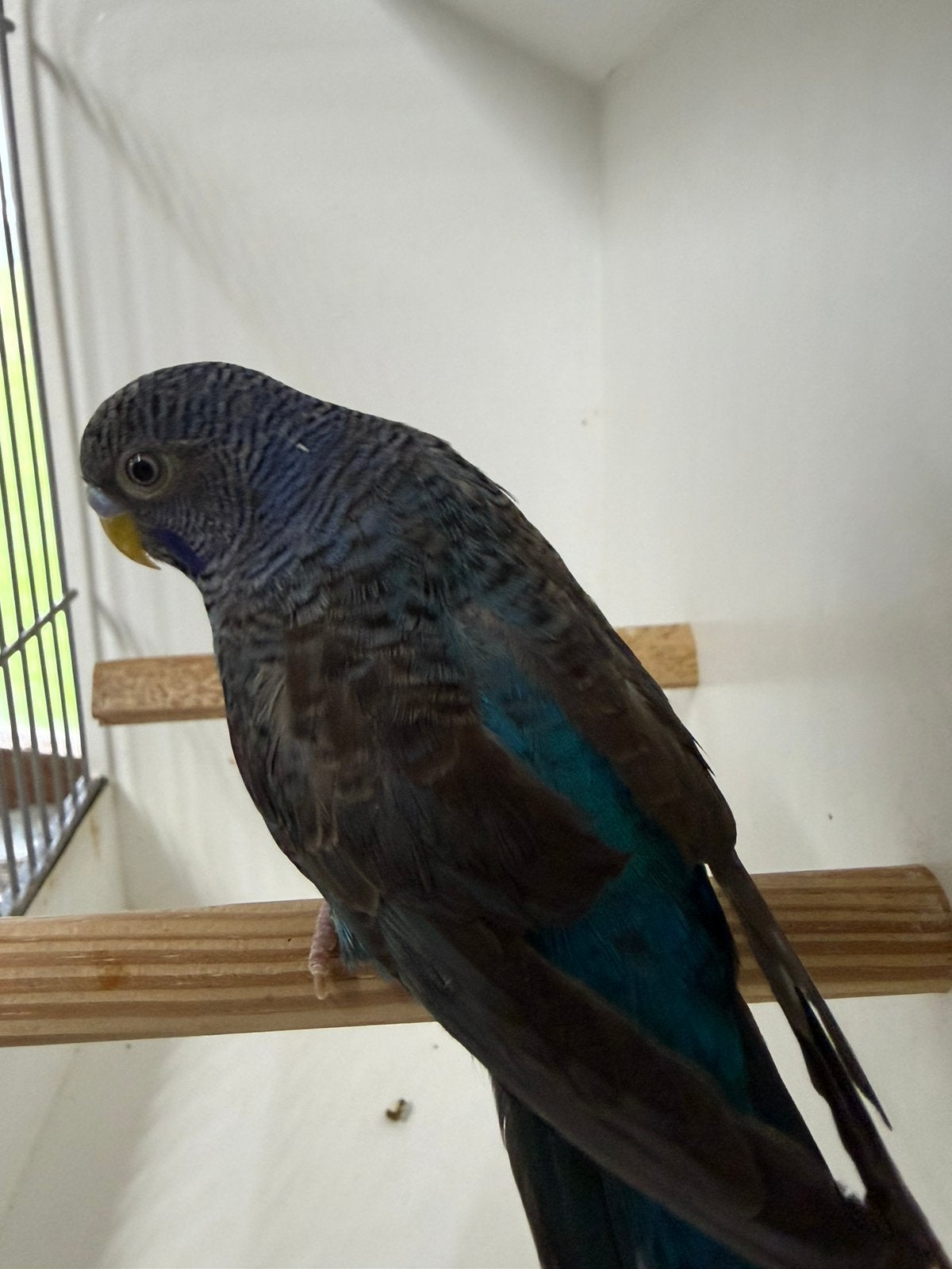 Blackface blackwing grasparkiet 2026, Meerdere dieren, Parkiet