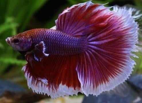 Betta Elephant ear man - Koidream Valburg, Vis, Zoetwatervis