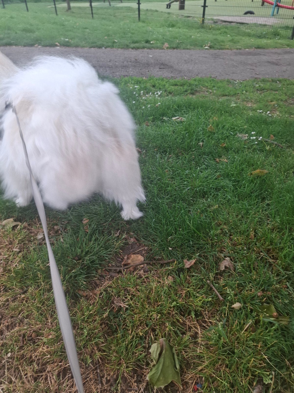 Pomeriaan te koop !, 1 tot 2 jaar, Eén hond, Nederland, Particulier