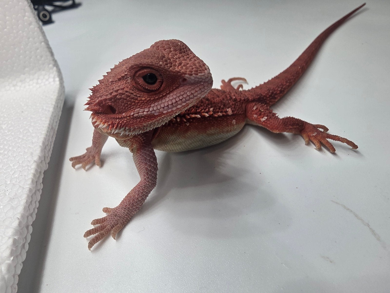 red monster, hypo, trans, man, Dieren en Toebehoren, Hagedis, 0 tot 2 jaar