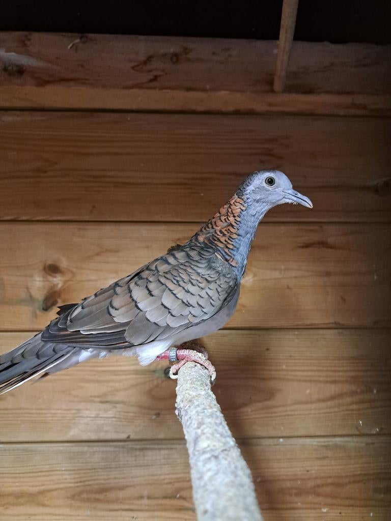 Kopernek duif., Dieren en Toebehoren, Vogels | Duiven, Mannelijk, Kropper