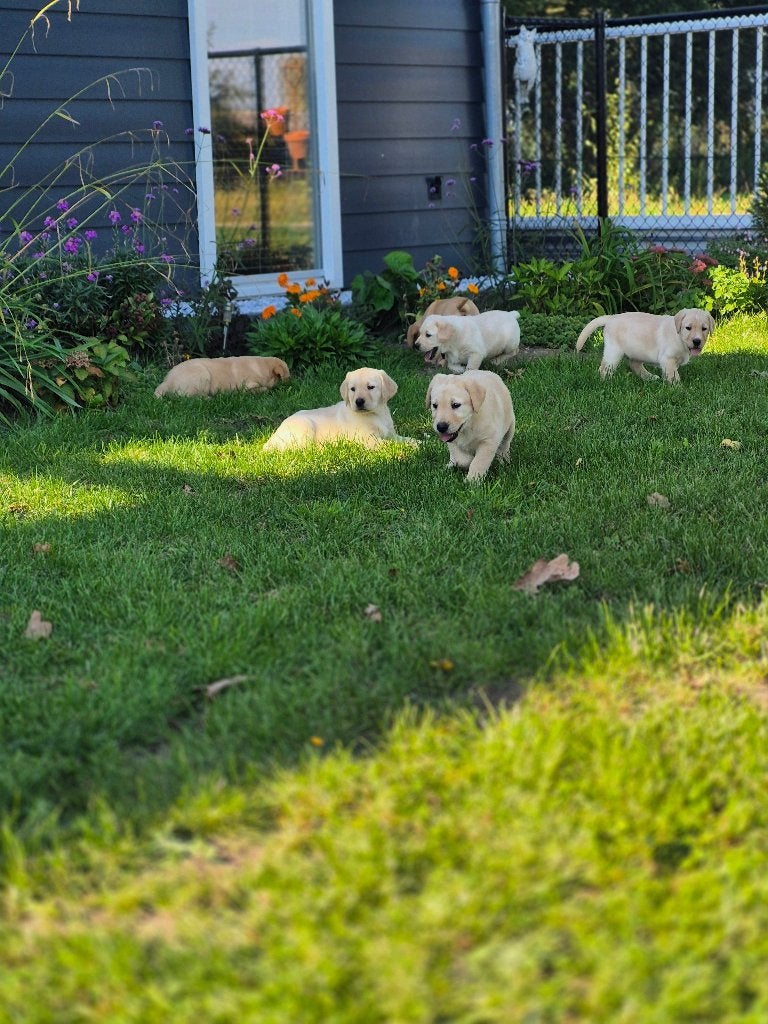 lieve labrador puppy's, Dieren en Toebehoren, 8 tot 15 weken, Labrador retriever, CDV (hondenziekte), Meerdere