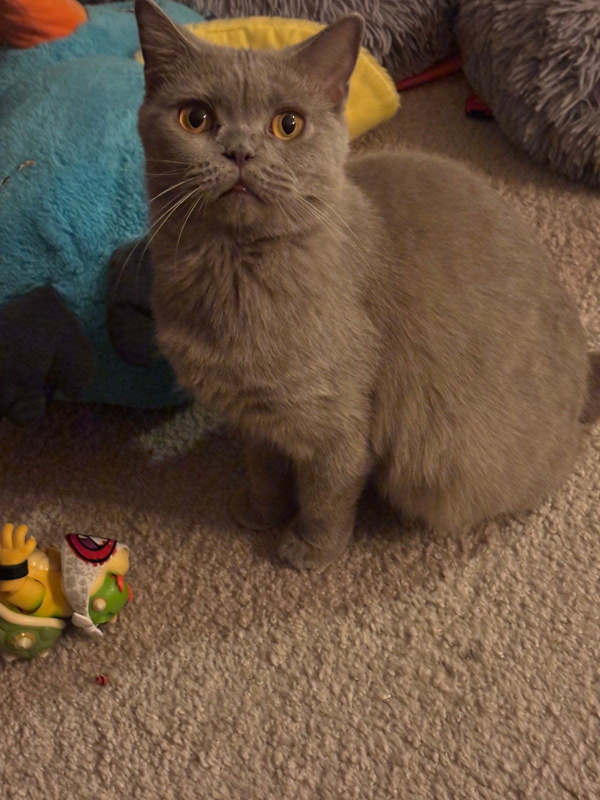 Super lieve brits korthaar poes, Poes, Gechipt, 0 tot 2 jaar
