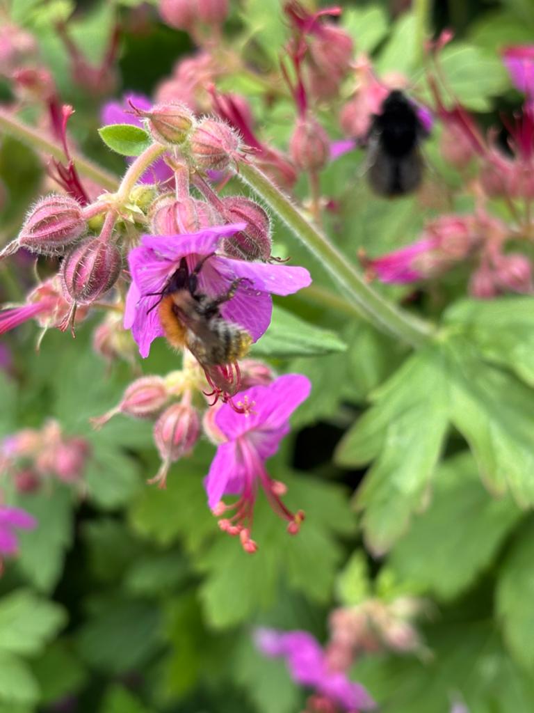 Geranium macrorhizzum, ooievaarsbek te koop, 5 stekken., Ophalen of Verzenden, Overige soorten, Volle zon