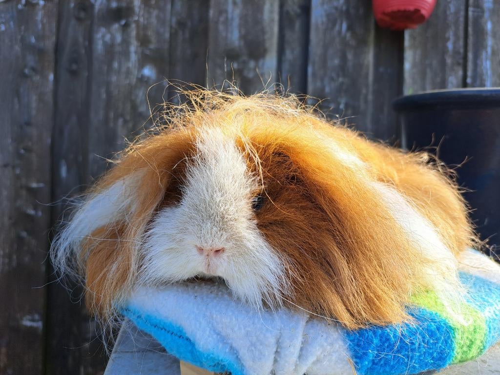 Cavia Tessel beer, Dieren en Toebehoren, Knaagdieren, Juli, Mannelijk, Cavia