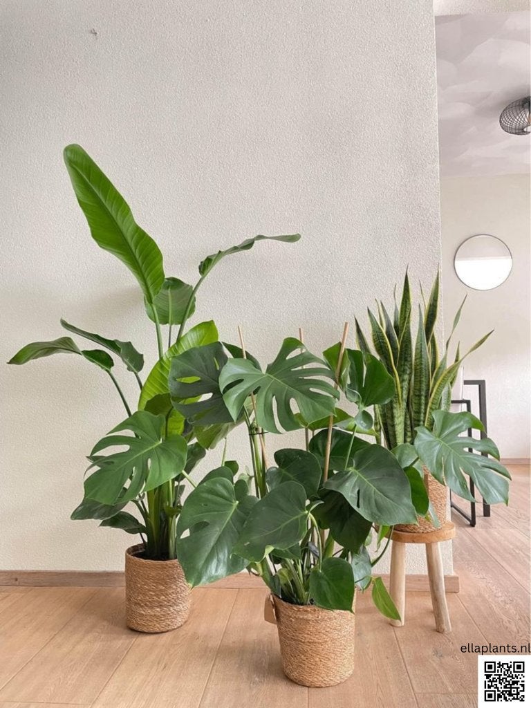 3 for 120 - Strelitzia, Monstera and Sansevieria, Huis en Inrichting, Kamerplanten, In pot, Minder dan 100 cm, Groene kamerplant