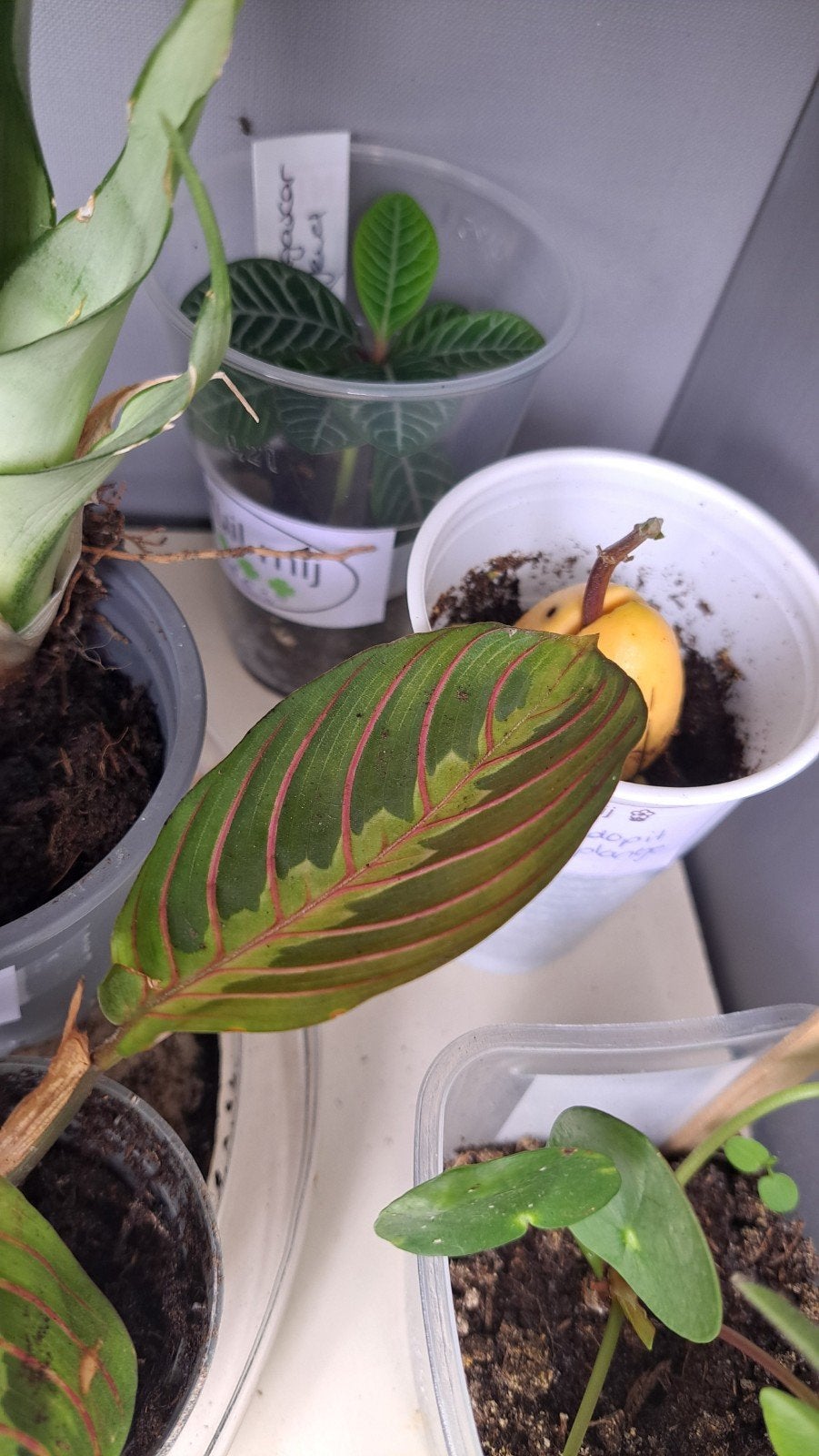 Marantha, Ophalen, Halfschaduw, Minder dan 100 cm