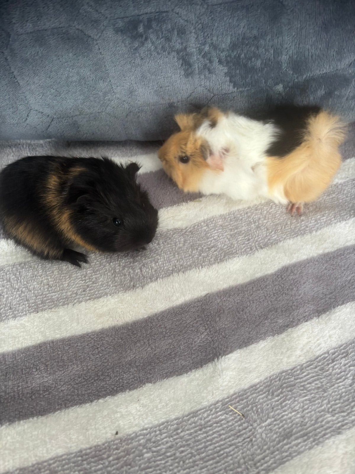 2 jonge cavia zeugjes beschikbaar voor reservering, Dieren en Toebehoren, Cavia, Vrouwelijk, Tam, September