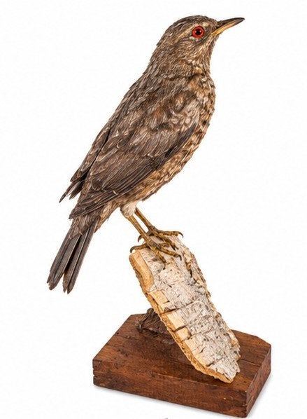 opgezette antieke vogel taxidermie, Verzamelen, Ophalen of Verzenden, Zo goed als nieuw, Vogel, Opgezet dier