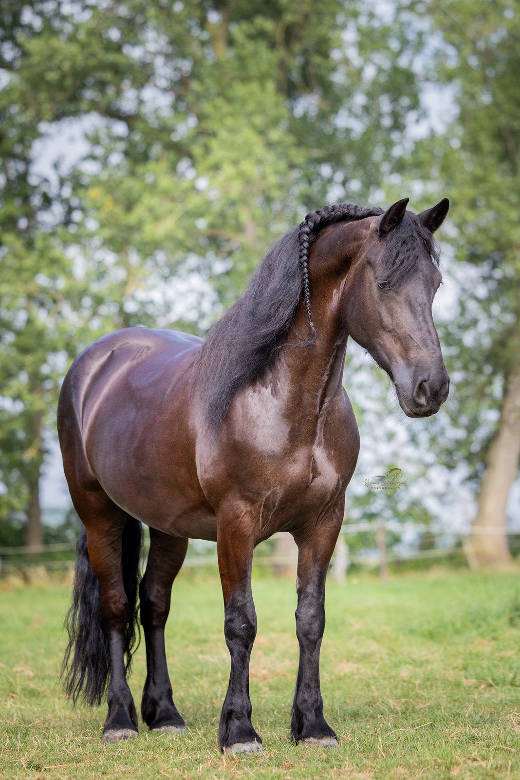 Mooie barockpinto merrie te koop!, Dieren en Toebehoren, Merrie, 160 tot 165 cm, Recreatiepaard