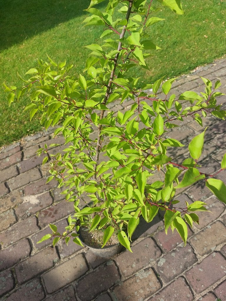 Abrikozenboom in pot 120 cm Prunus armeniaca, Lente, Overige soorten, In pot, Ophalen of Verzenden