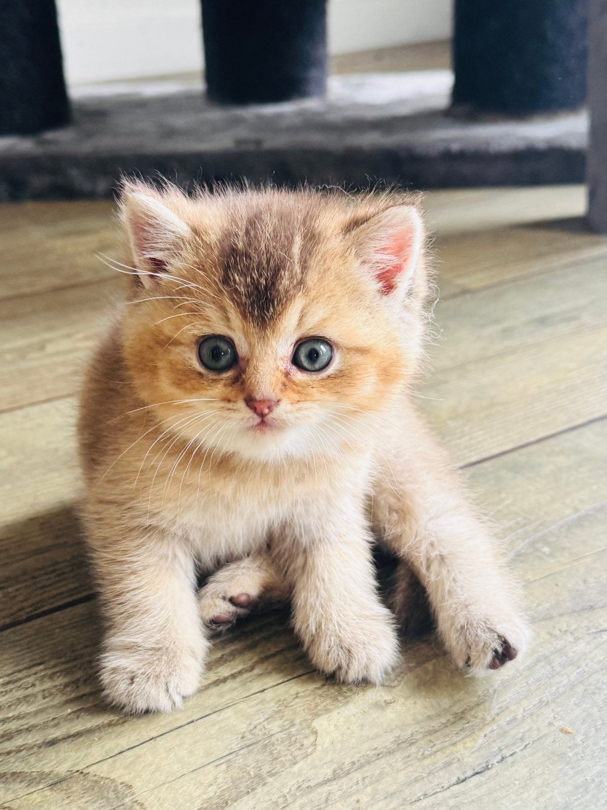 Te koop raszuivere golden shaded britse korthaar kittens, Dieren en Toebehoren, Katten en Kittens | Raskatten | Korthaar, Meerdere dieren