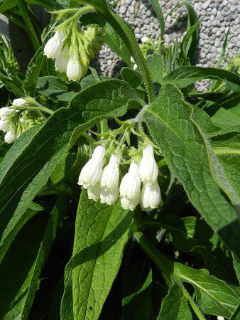 Smeerwortel, Ophalen of Verzenden, Lente, Vaste plant, Halfschaduw