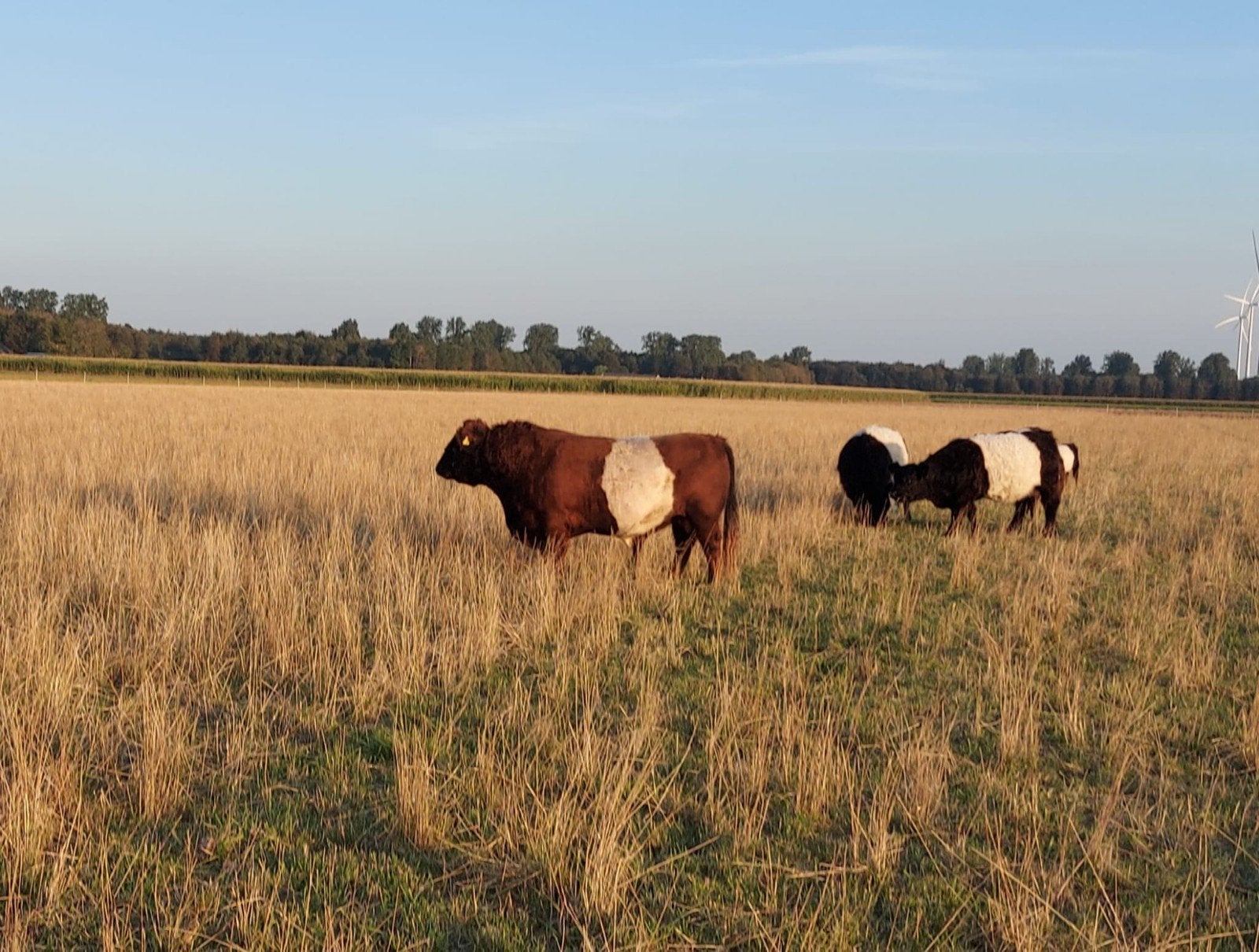 Belted Galloway Fokstier, Dieren en Toebehoren, Mannelijk, 3 tot 6 jaar