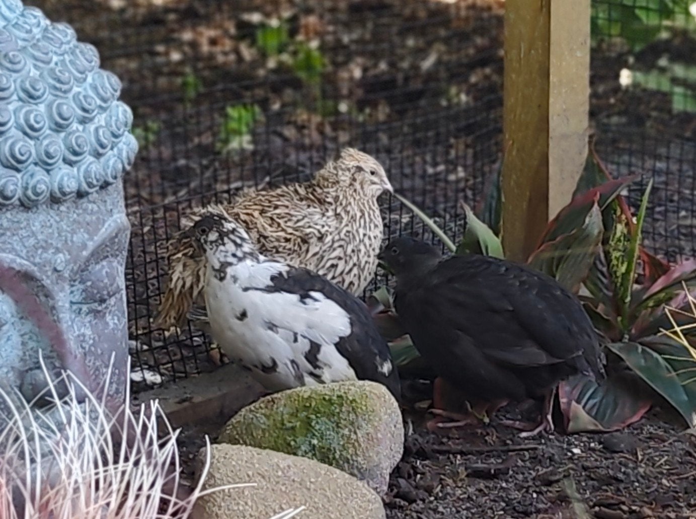 broedeitjes van onverwante kleurrijke Japanse Kwartels., Meerdere dieren