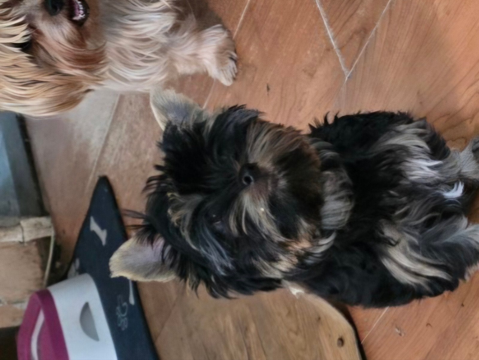 een reu pup  mini york terrier, Dieren en Toebehoren, Reu, 8 tot 15 weken, Eén hond, Parvo