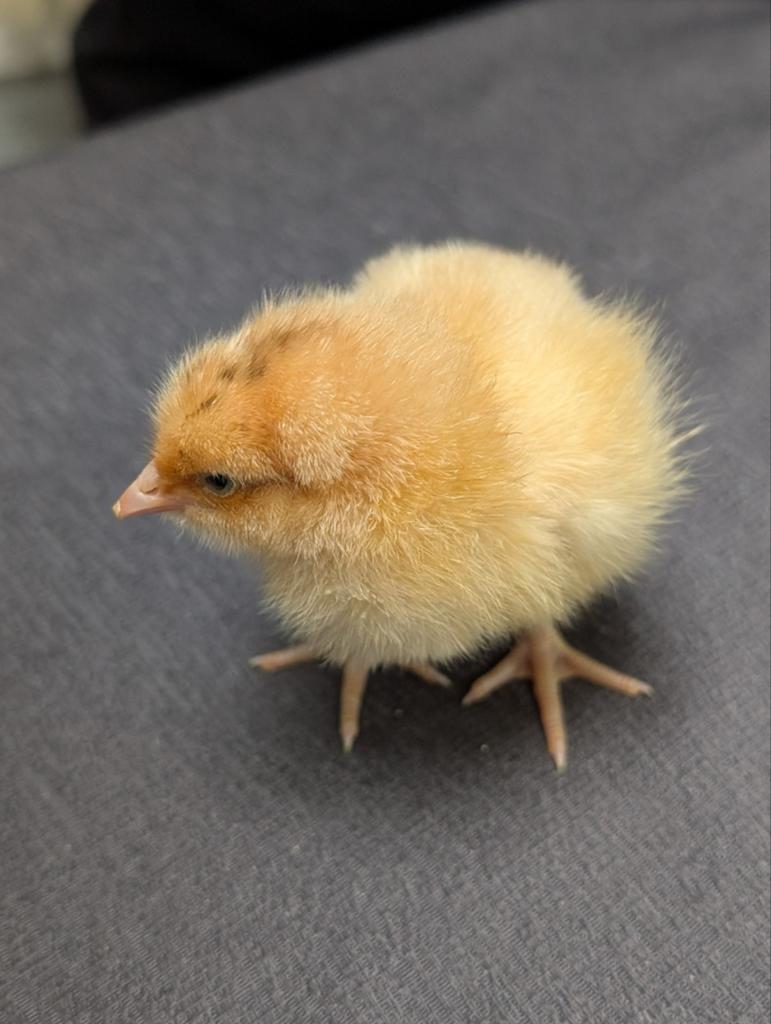 Orpintons kuikens, Meerdere dieren, Kip