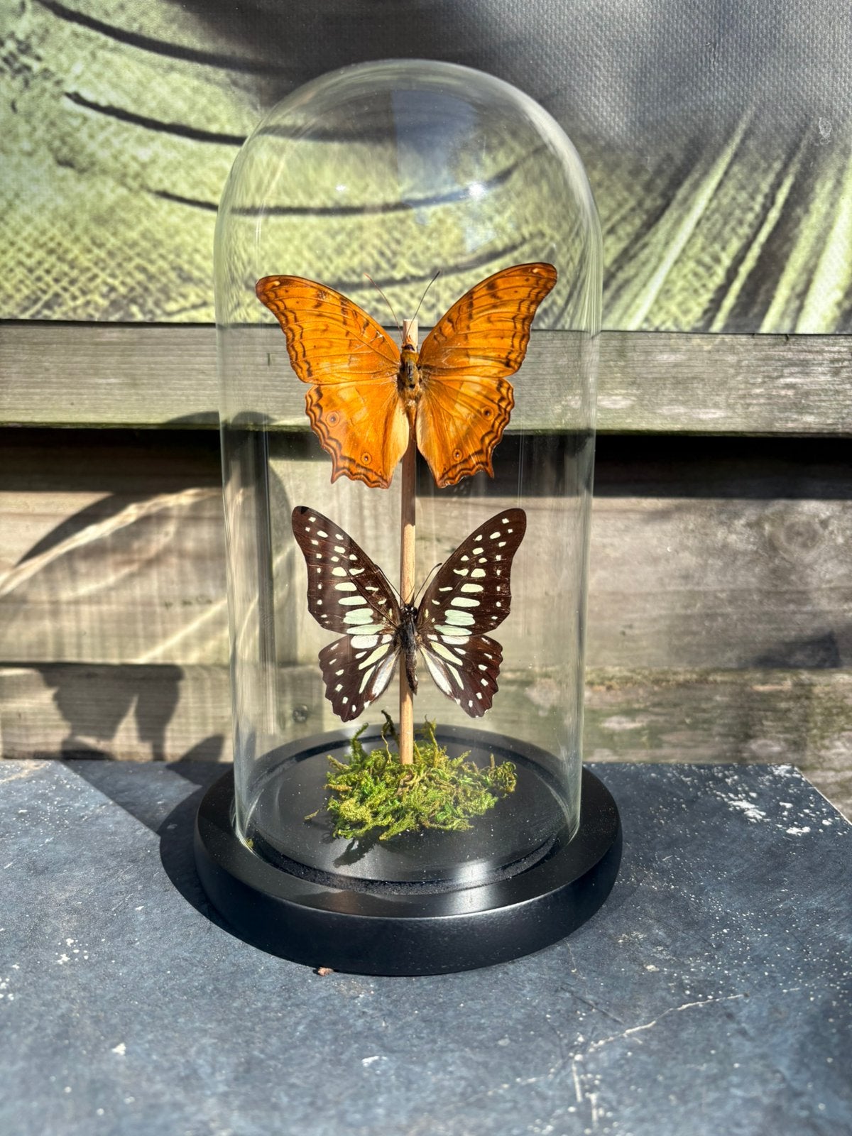 Geprepareerde vlinders in een glazen stolp, Verzamelen, Ophalen of Verzenden, Insect, Opgezet dier