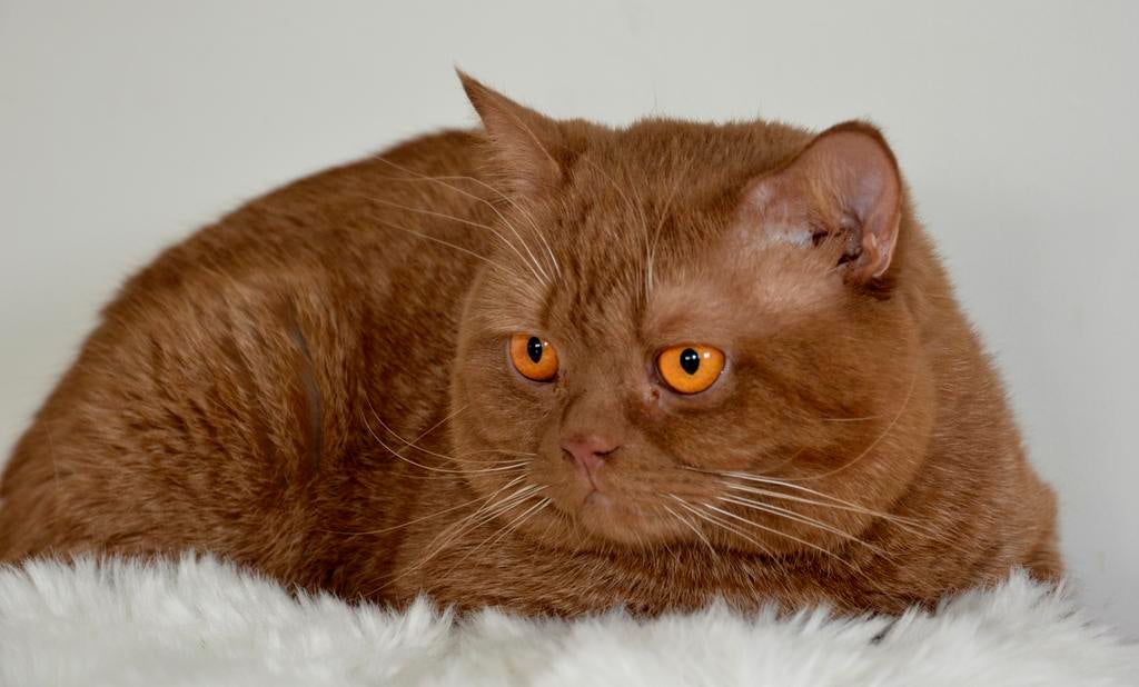 Britse korthaar dekkater cinnamon NIET TE KOOP