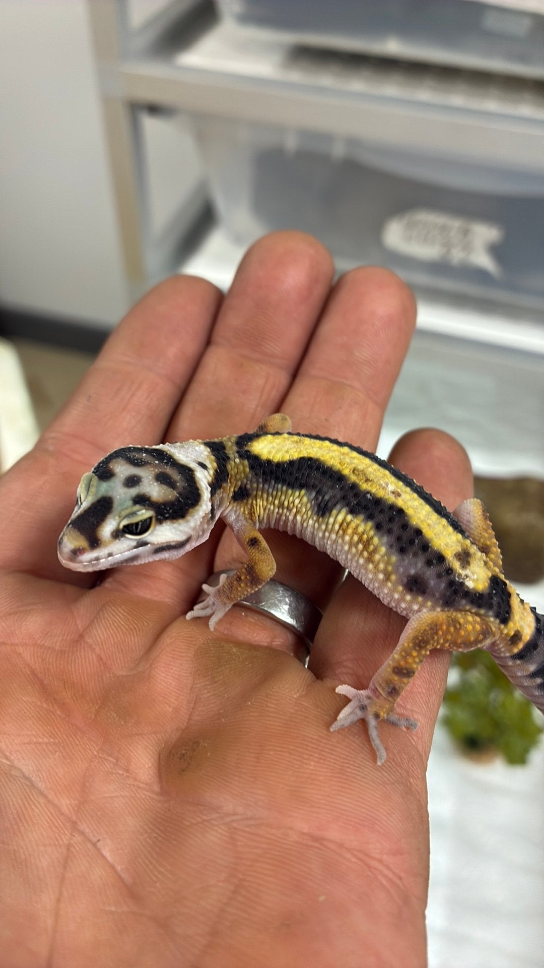 Luipaard gekko Leopard Gecko photo 2