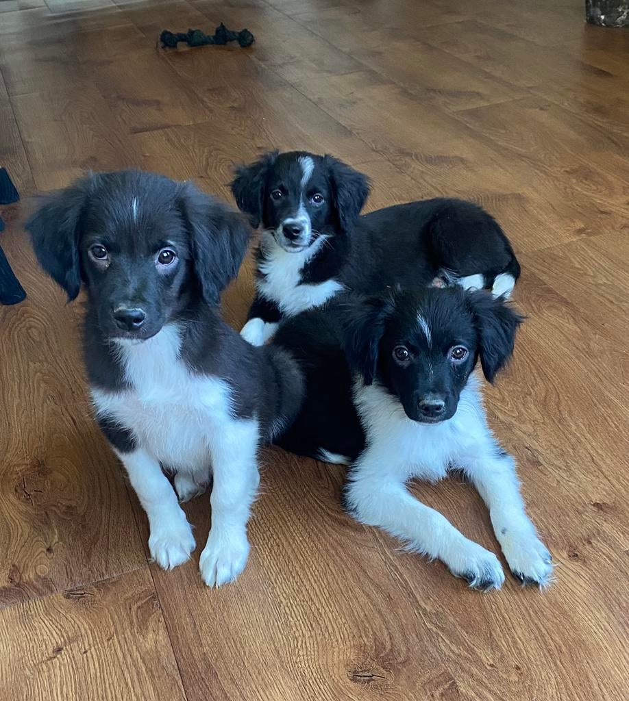 Hele vrolijke en speelse BORDER COLLIE x FRIES STABIJ pups
