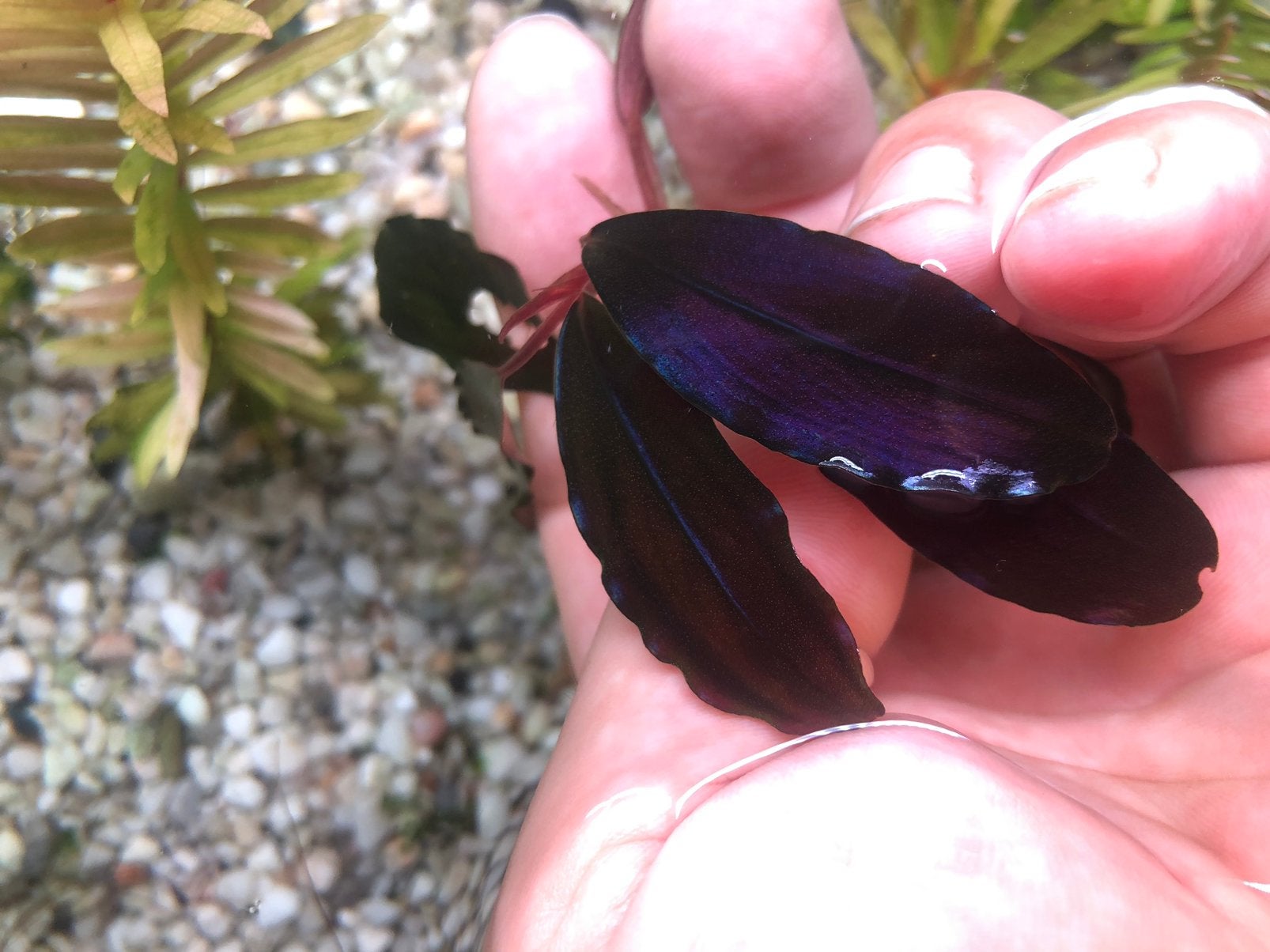 Bucephalandra Metallic Purple, Dieren en Toebehoren, Ophalen of Verzenden, Nieuw, Plant(en), Steen of Hout