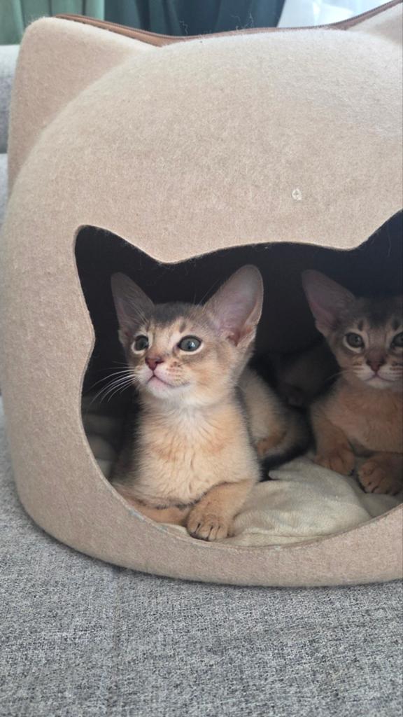 Blauwe abessijn kitten, Kater, Met stamboom, 0 tot 2 jaar