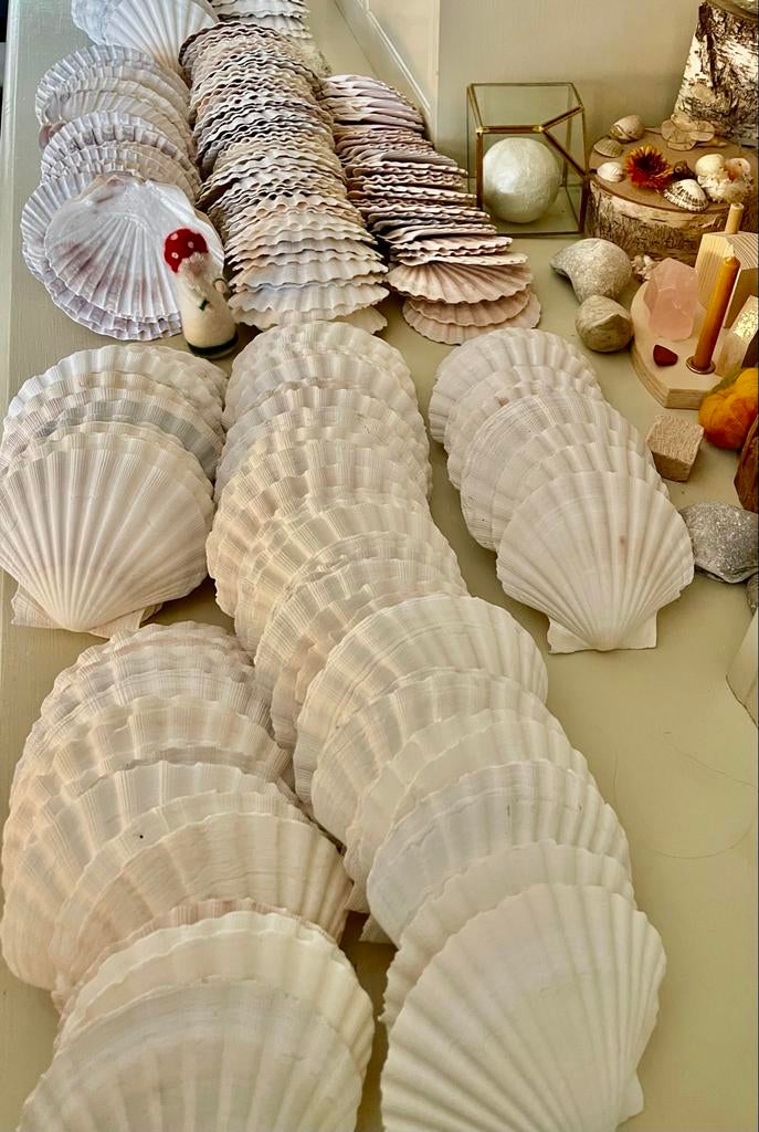 50 Grote schelpen sint jacob voor decoratie en knutselen, Ophalen of Verzenden, Zo goed als nieuw