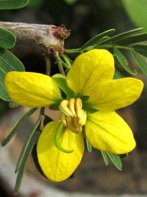 Caudex Senna Meridionalis uit Madagaskar, Overige soorten, Ophalen of Verzenden, In pot, Minder dan 100 cm