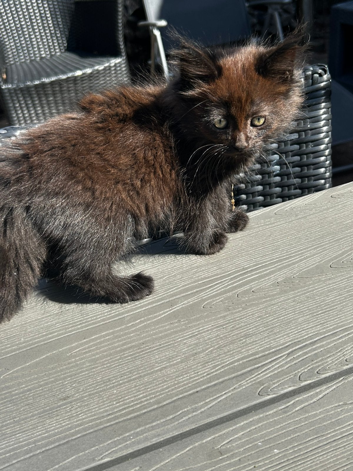 Noorse boskat kittens, Poes