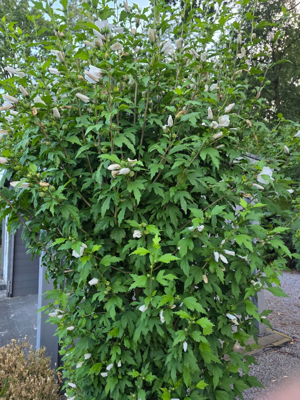 Hibiscus winterhard bijna gratis, Ophalen of Verzenden, Vaste plant, Overige soorten, Halfschaduw