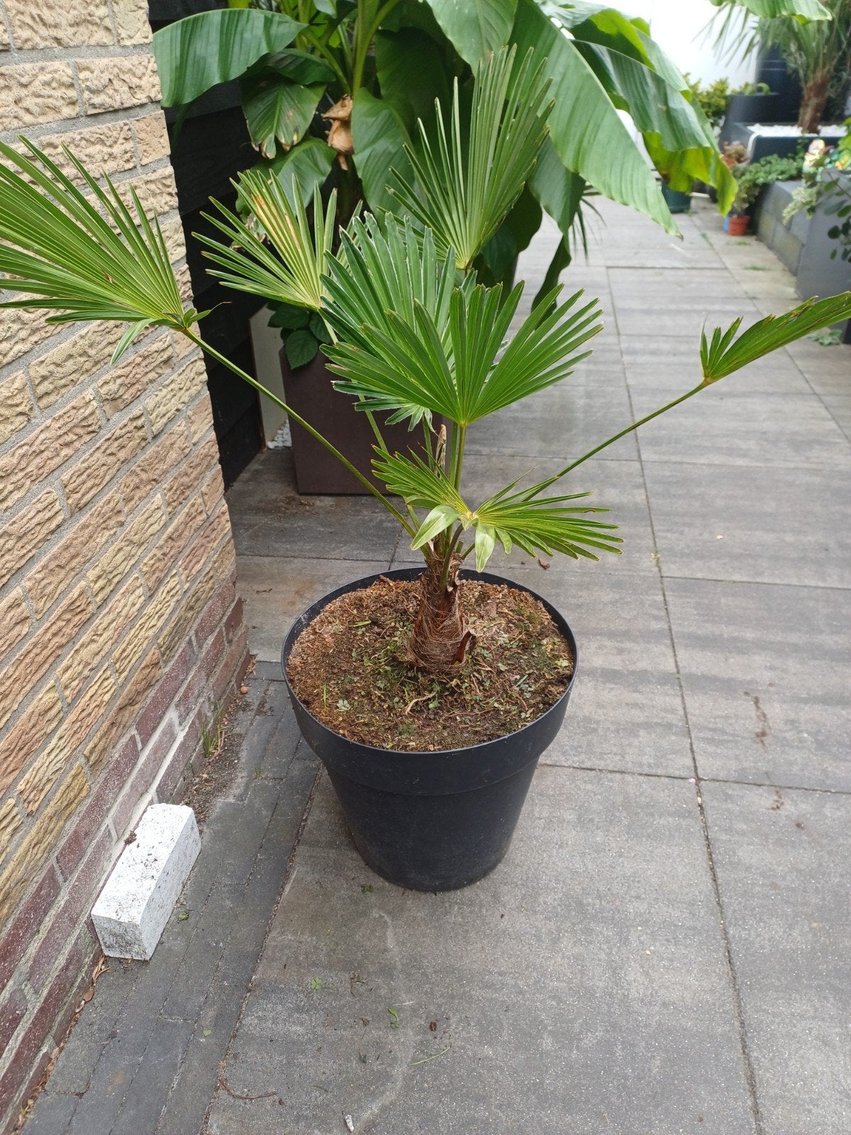 Trachycarpus wagnerianus - Winterharde palm incl. sierpot, Ophalen, Vaste plant, Overige soorten, Volle zon