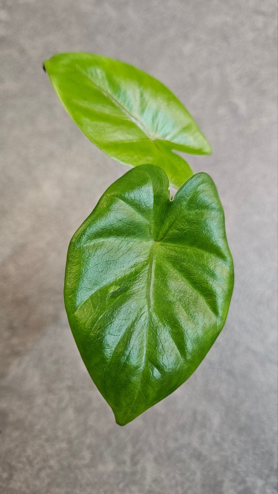 Alocasia Macrorrhiza Black Stem (variegata), Ophalen of Verzenden, Halfschaduw, Minder dan 100 cm