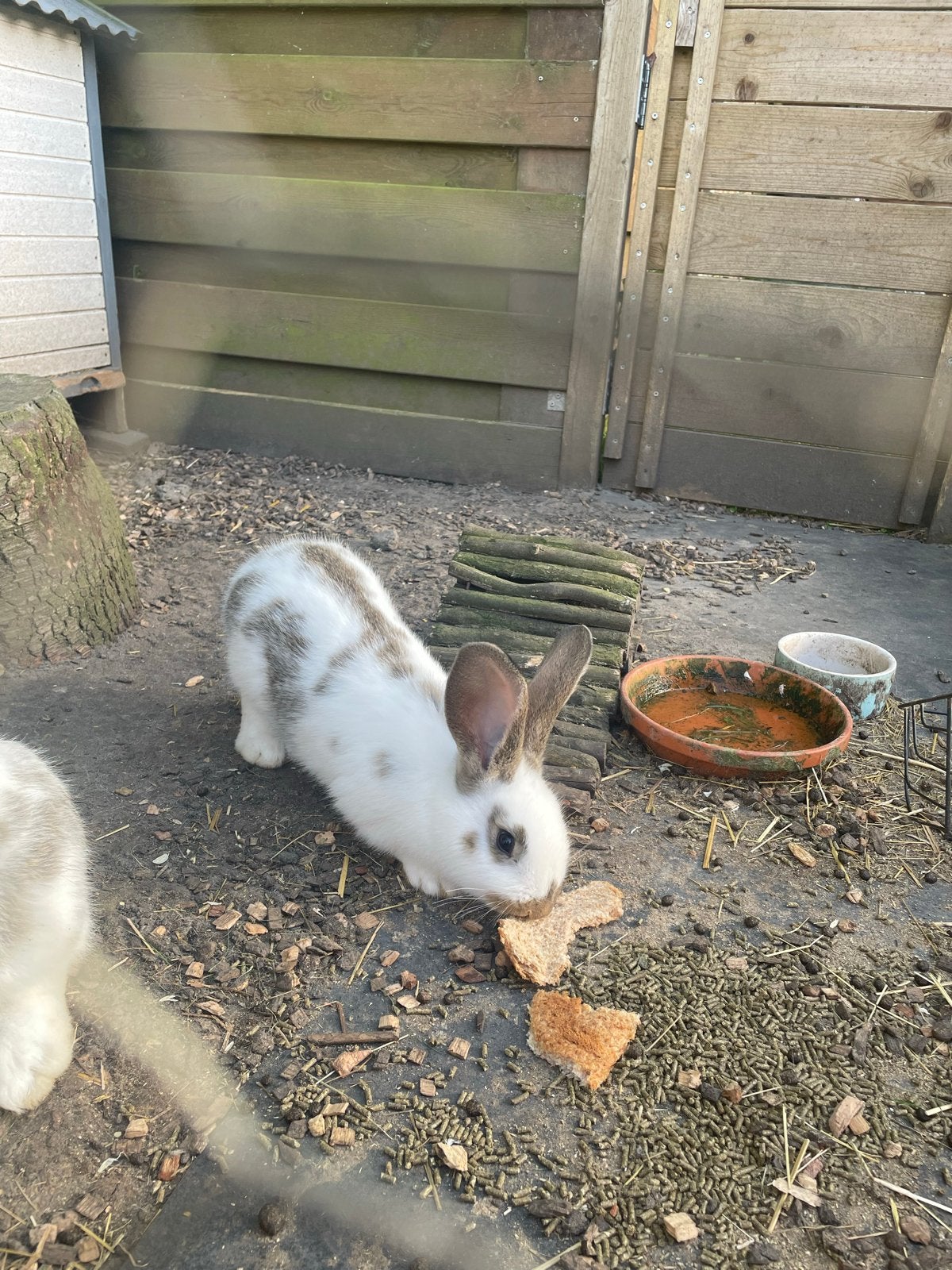 Jonge vlaamse reus kruising lotharinger konijnen, April, Meerdere dieren, Overige typen, Tam