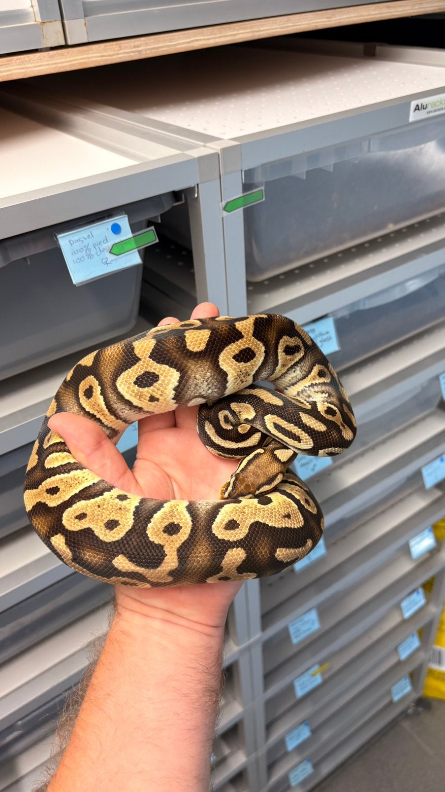 Pastel chocolate 100% clown hypo ball python, Slang, 0 tot 2 jaar