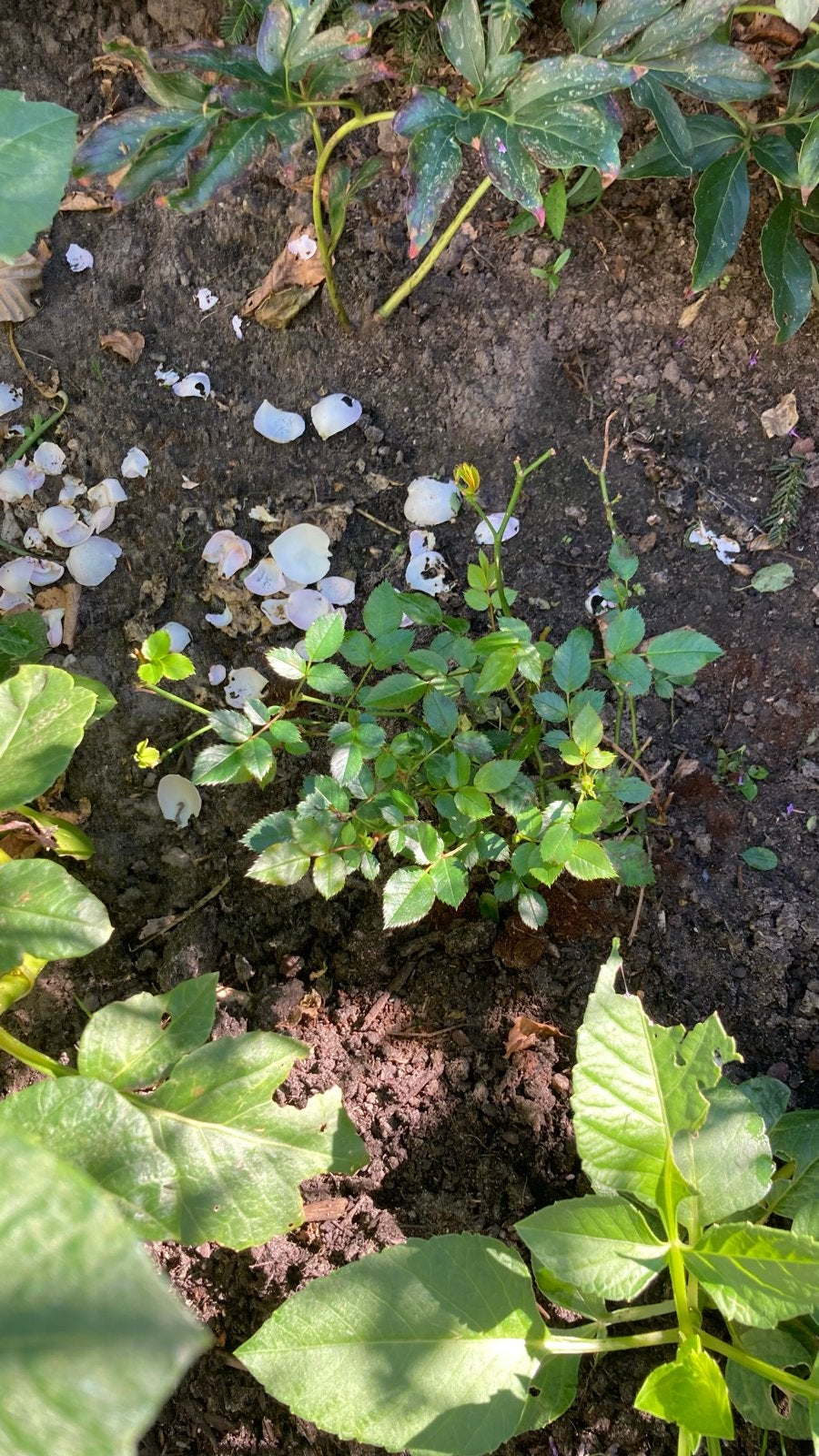 5 Rode laagblijvende rozen (waren wit gedacht), Tuin en Terras, Ophalen, Overige soorten, Struik, Minder dan 100 cm