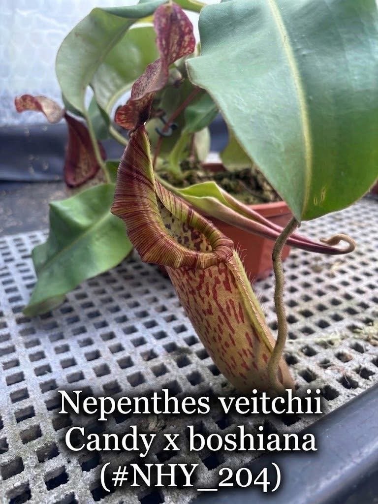 Nepenthes veitchii Candy x boshiana - Grote bekerplant, Tuin en Terras, Vaste plant, Bloeit niet, Halfschaduw, Ophalen