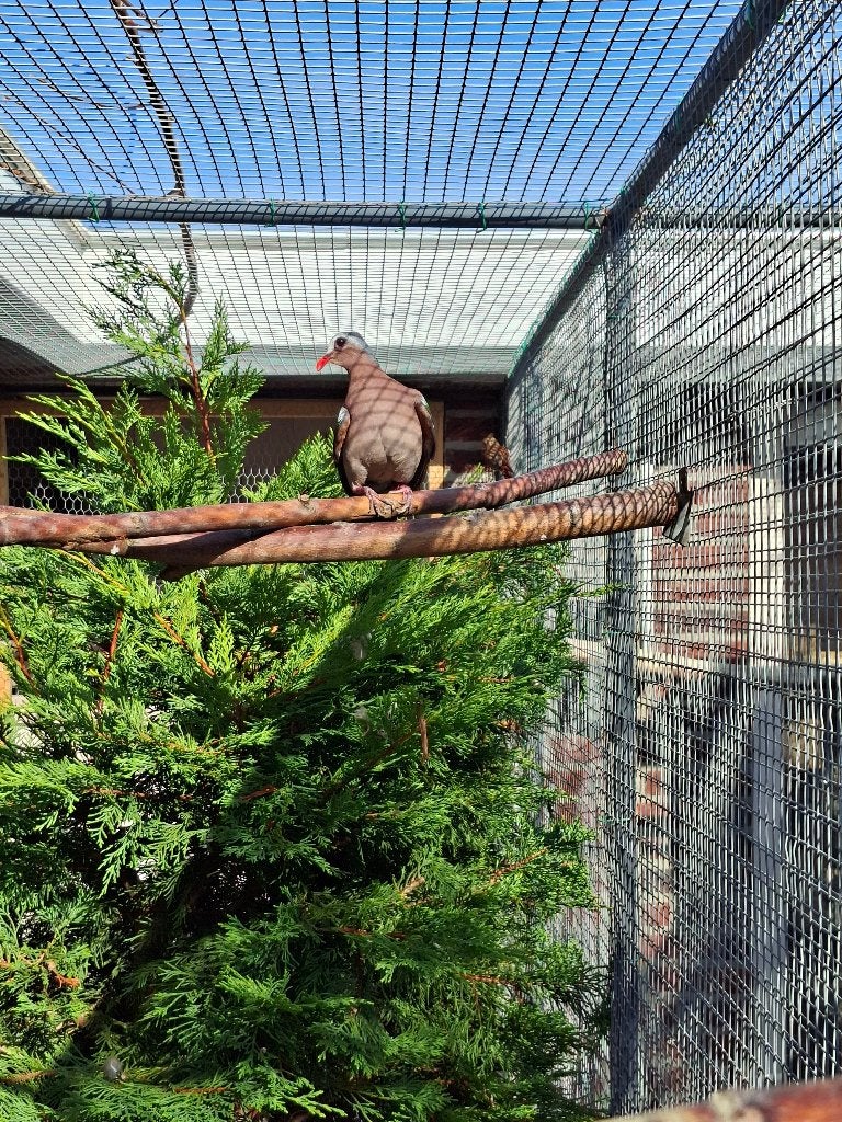 Groenvleugelduiven, Meerdere dieren, Tropenvogel, Geringd