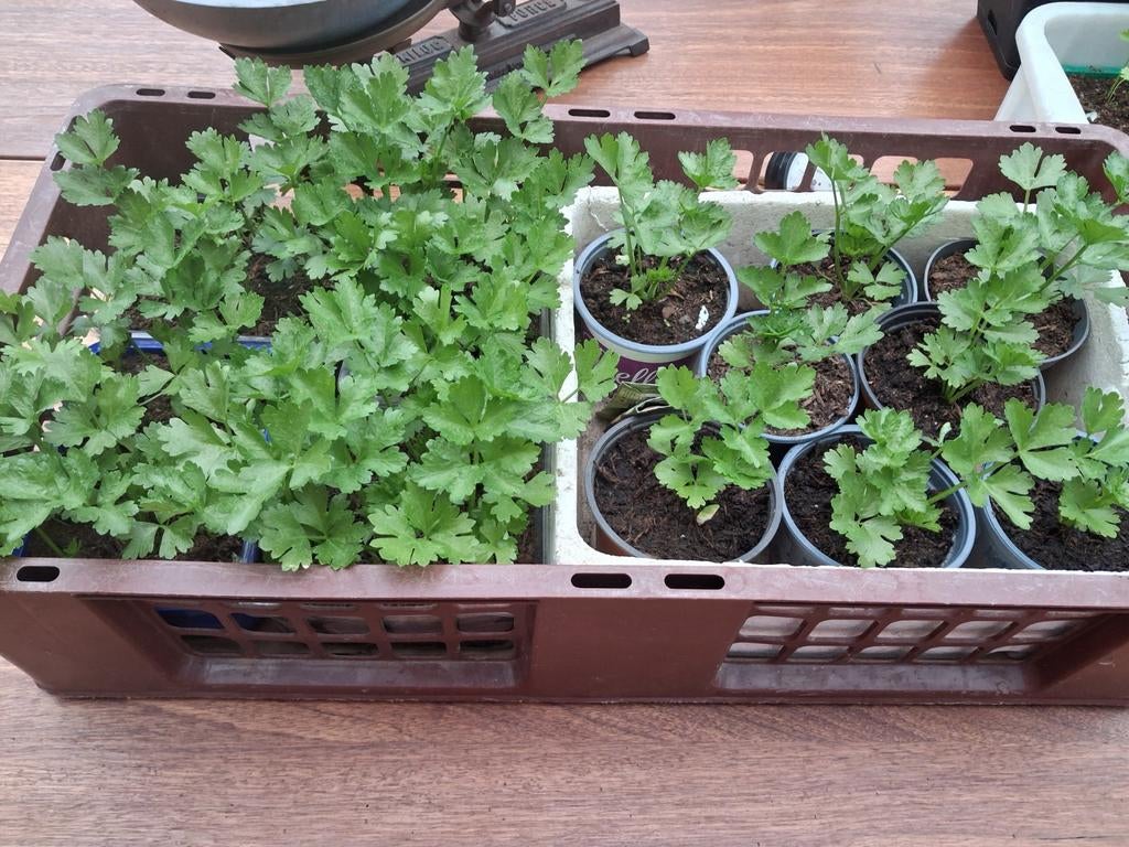 KNOLSELDERIJ PLANTEN EIGEN TEELT, Tuin en Terras, Planten | Tuinplanten, Ophalen, Eenjarig, Groenteplanten, Volle zon