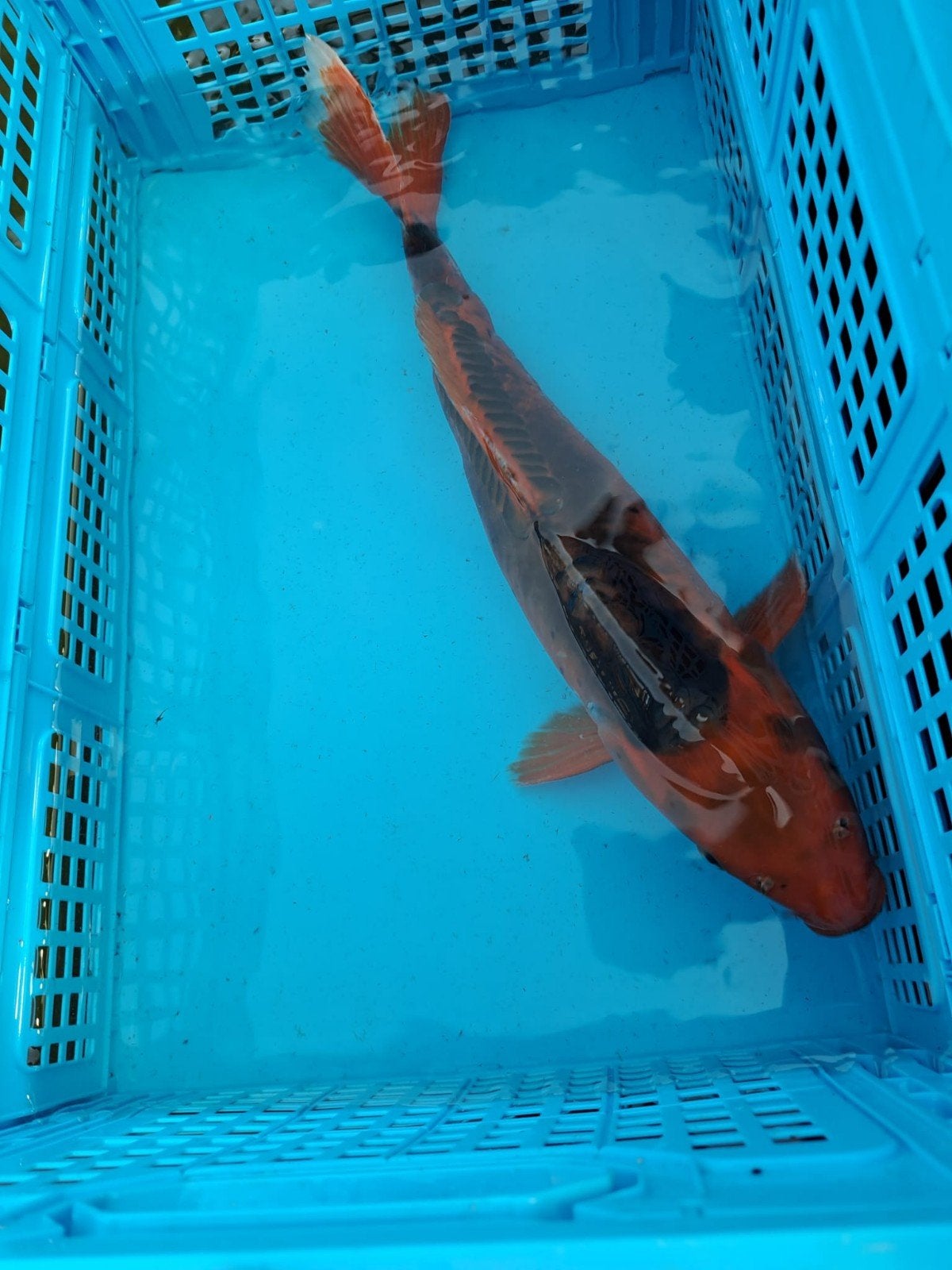 mooie aka matsuba 50cm, Dieren en Toebehoren, Vissen | Vijvervissen, Karper of Koi
