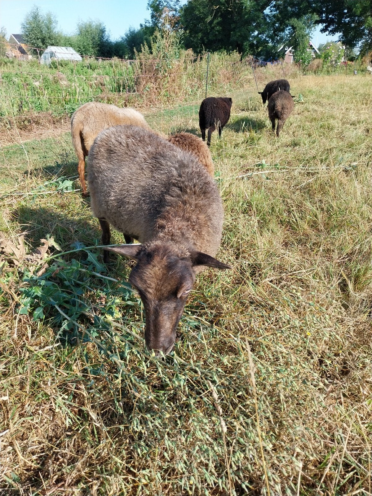 Ouessant ooi, 1 jaar, Dieren en Toebehoren, Vrouwelijk, Schaap