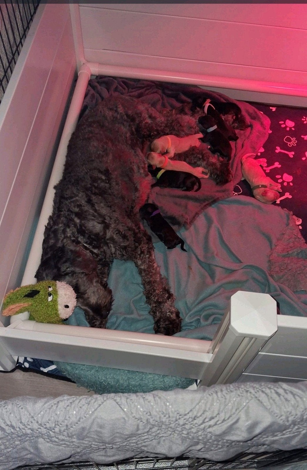 compleet puppy pakket/ werpkist, Dieren en Toebehoren, Ophalen, Zo goed als nieuw