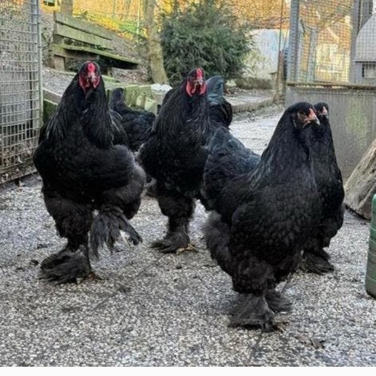 Broedeieren Brahma, Dieren en Toebehoren, Pluimvee, Geslacht onbekend, Kip