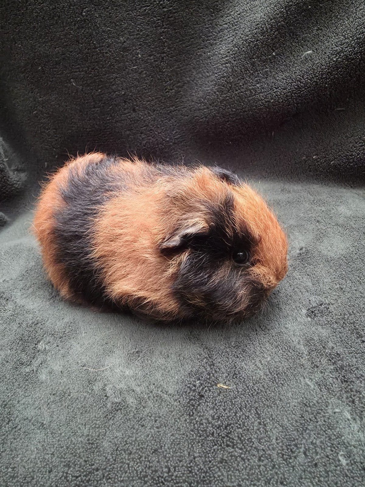 Mooi ch teddy zeugje, Cavia, Vrouwelijk, Tam, September