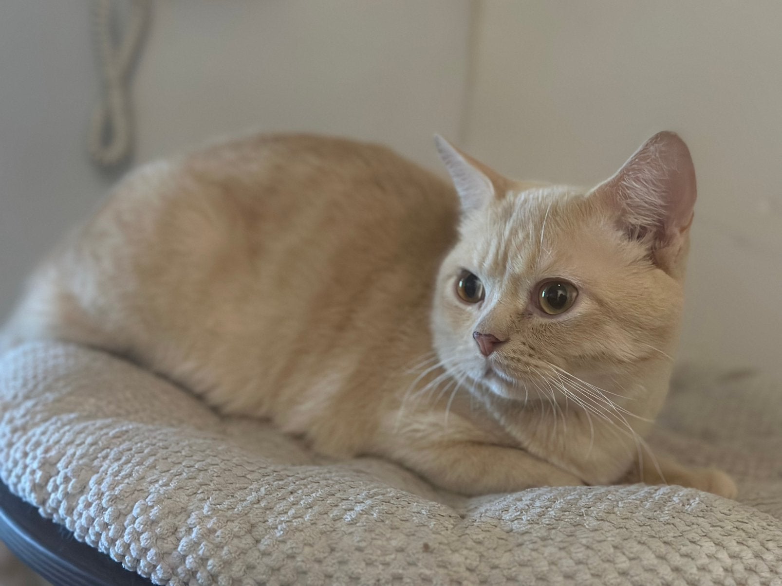 Herplaatsing britse en perzische poes en kater, Meerdere dieren