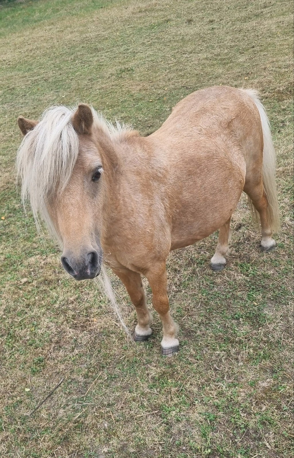 1e premie kroon NSPS Palomino mini merrie., Merrie