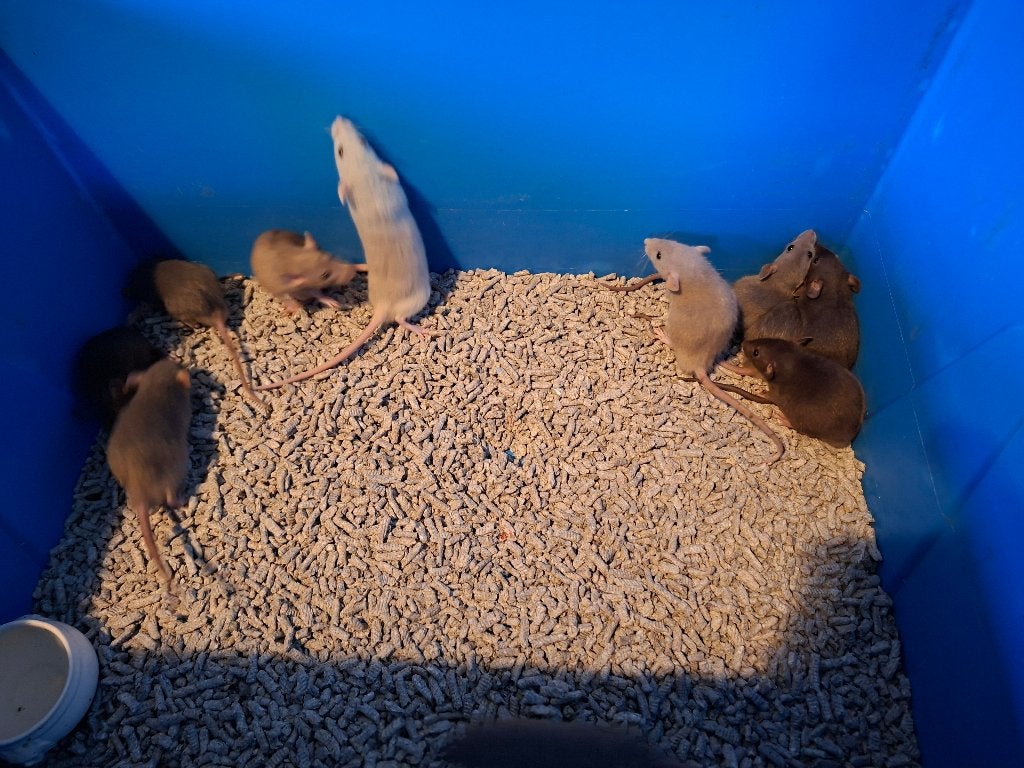 Dwerg rittens te koop, Dieren en Toebehoren, Rat, Juli, Meerdere dieren, Tam