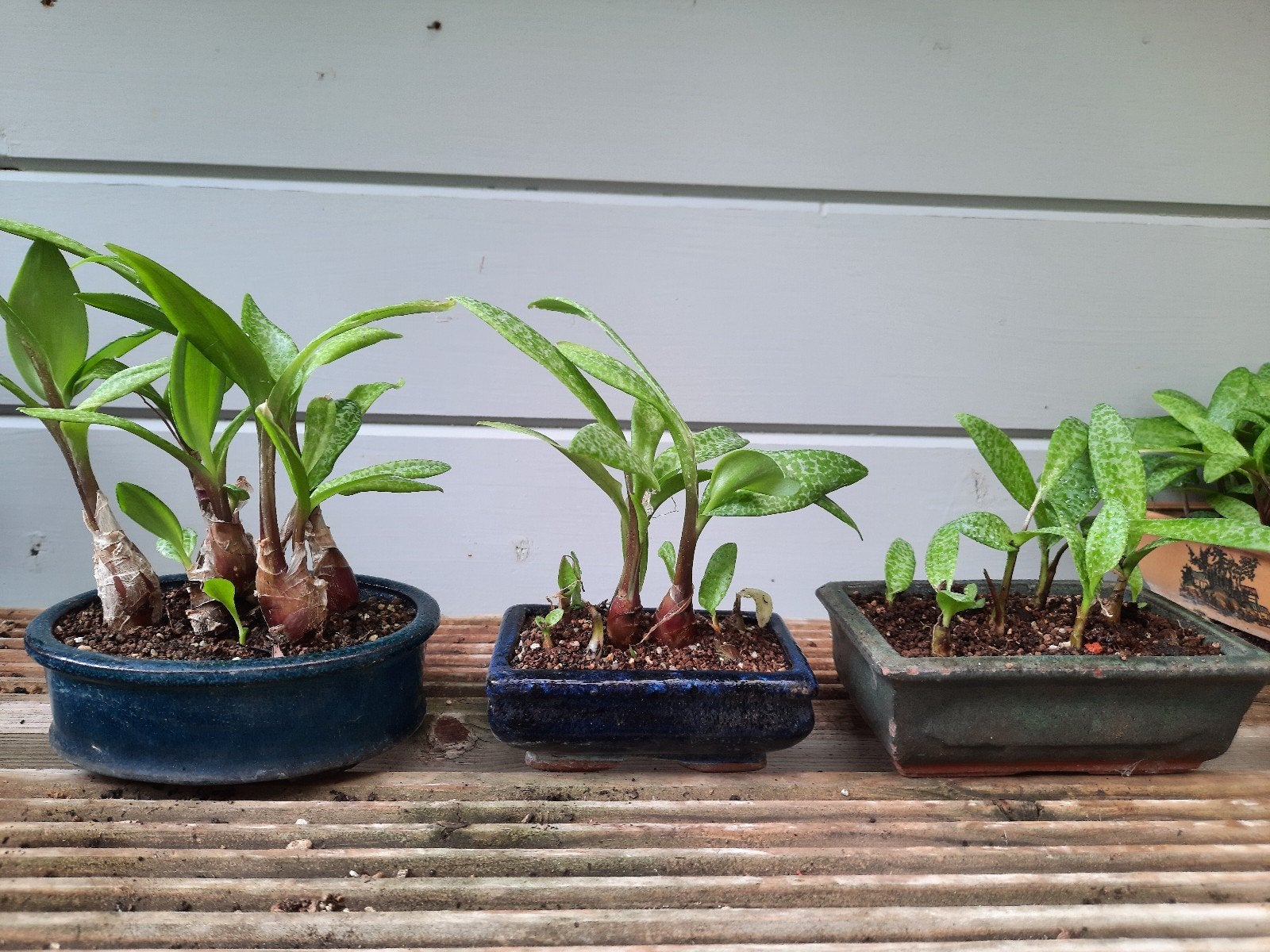 Ledebouria socialis, Ophalen of Verzenden, Volle zon, Overige soorten, Minder dan 100 cm