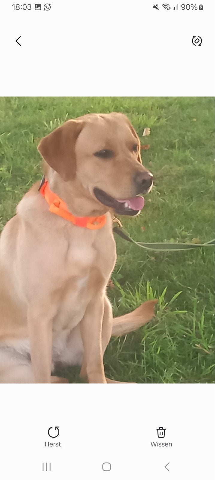 LABRADOR RETRIEVER PUPS Labrador, Parvo, 8 tot 15 weken, Labrador retriever, Meerdere dieren